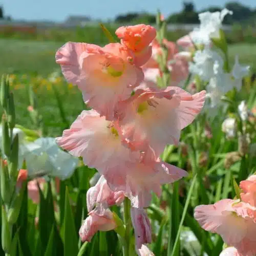Glaïeul à Grandes Fleurs Karma