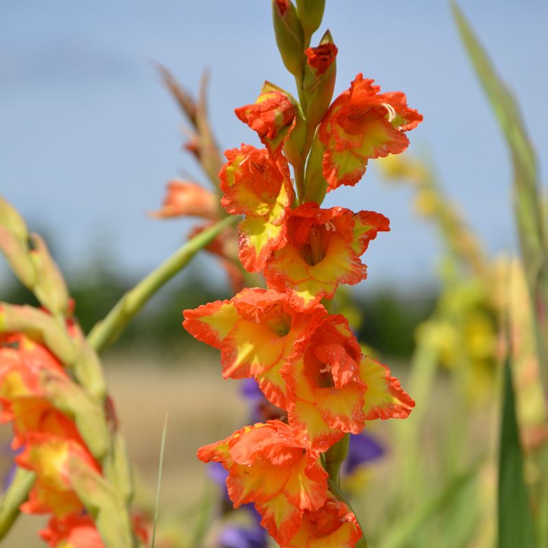 Glaïeul à Grandes Fleurs Princess Margaret Rose