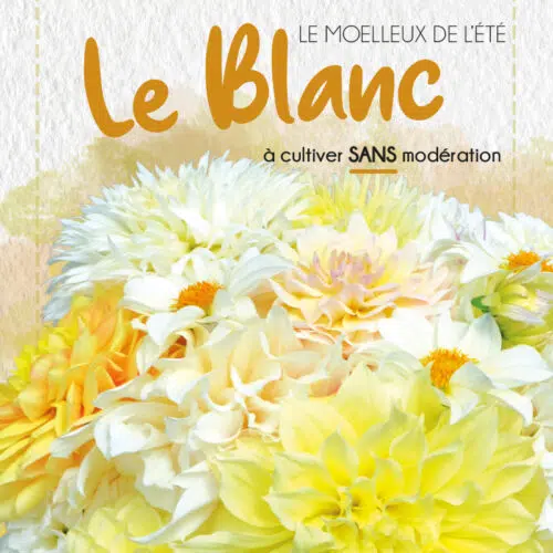 Assortiment de dahlias - Les Blancs d'été