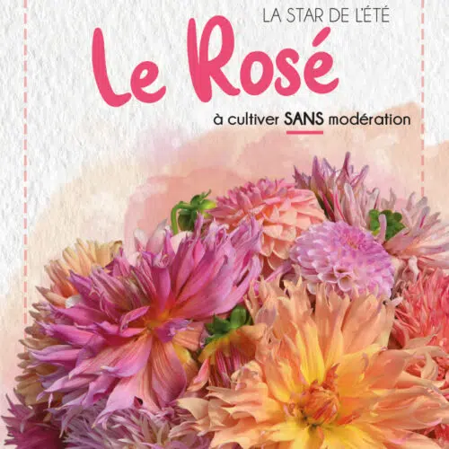 Assortiment de dahlias - Les Rosés d'été