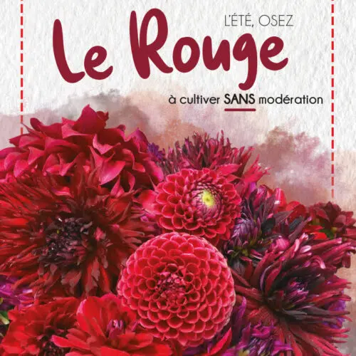 Assortiment de dahlias - Les Rouges d'été