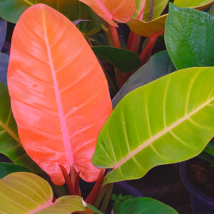 Philodendron Prince of Orange