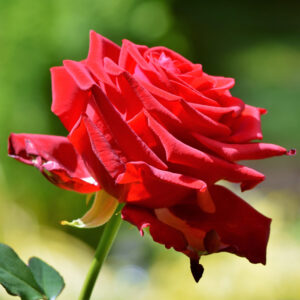 Rosier Chrysler Imperial