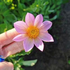 Dahlia botanique Barkerae