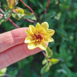 Dahlia botanique Tenuis