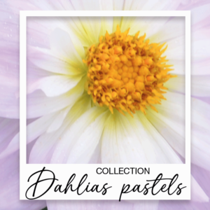 Dahlias pastels