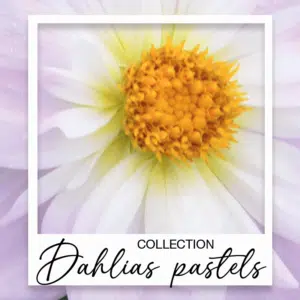 Dahlias pastels
