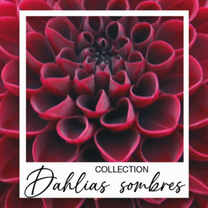 Dahlias sombres