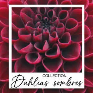 Dahlias sombres