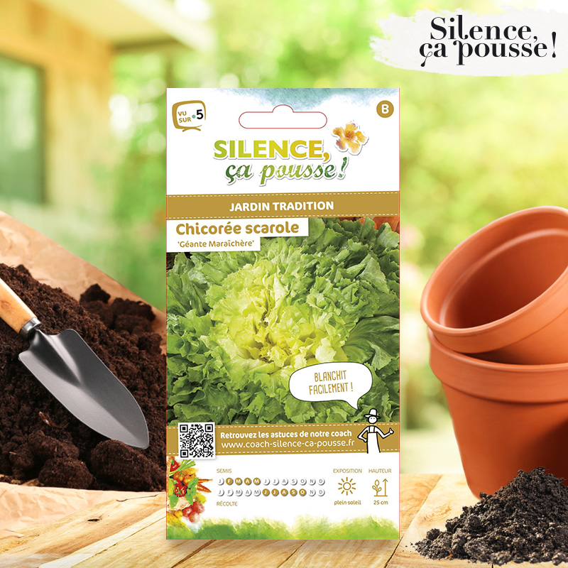 Chicorée scarole Géante Maraîchère Silence ça Pousse !