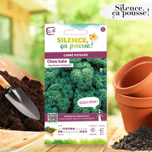 Chou kale Westlander Halbhoher Silence ça Pousse !
