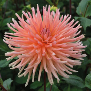 Dahlia Cactus Clarentine