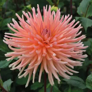 Dahlia Cactus Clarentine