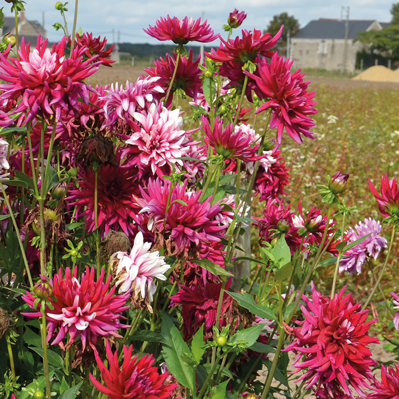 Dahlia Cactus Guinguette