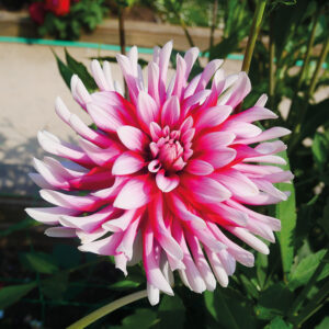 Dahlia Cactus Guinguette