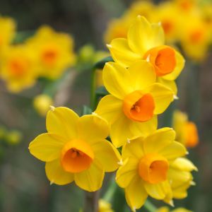 Narcisse Pluriflore Royal Connection