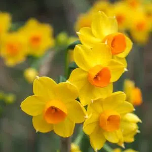 Narcisse Pluriflore Royal Connection