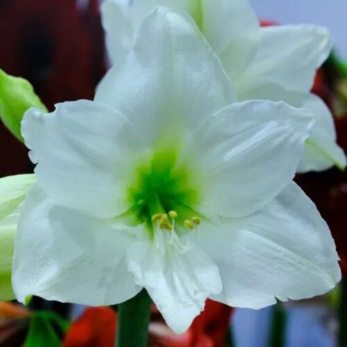 Amaryllis Mont Blanc
