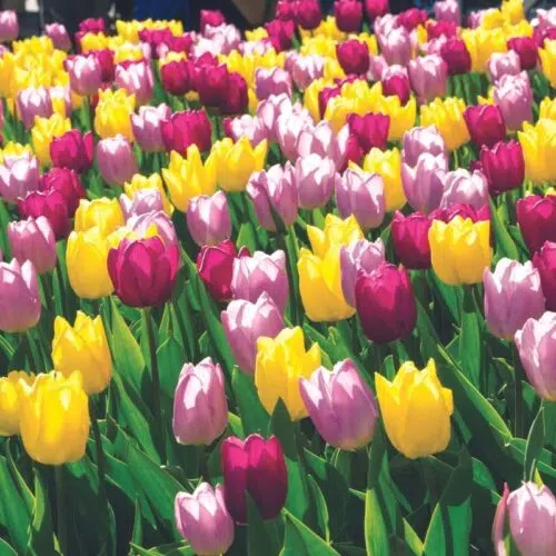 Assortiment tulipes simples hâtives Pastel