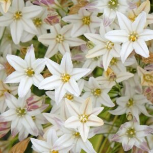 Brodiae Triteleia hyacinthina