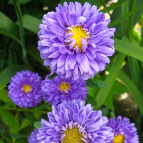 Reine marguerite Matsumoto bleu clair