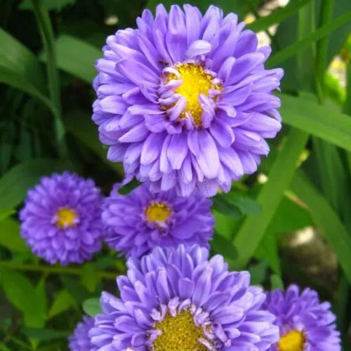 Reine marguerite Matsumoto bleu clair