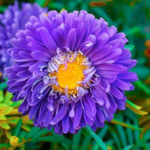 Reine marguerite Matsumoto bleu clair