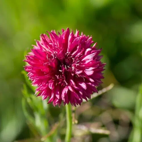Centaurée Barbeau Red Ball