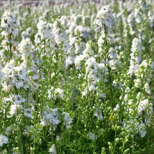 Pied D'Alouette Annuel Blanc