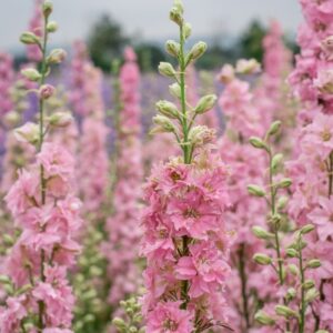 Pied D'Alouette Annuel Rose