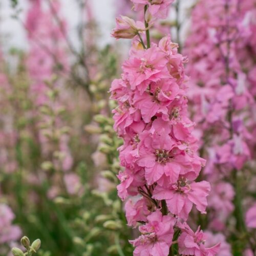 Pied D'Alouette Annuel Rose