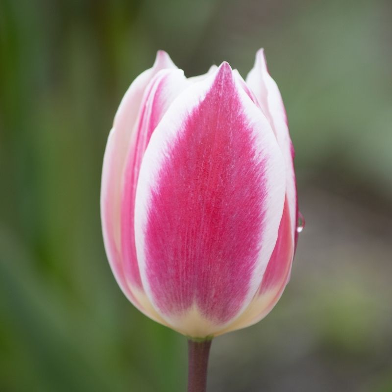 Tulipe Triomphe Early Surprise