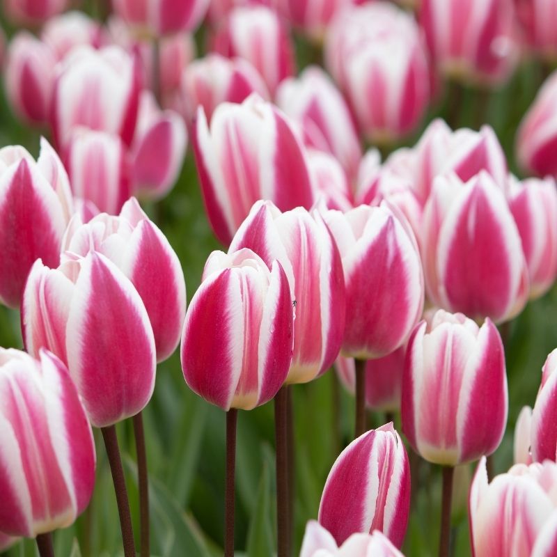 Tulipe Triomphe Early Surprise