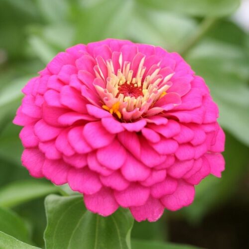 Zinnia Elegans Rose foncé