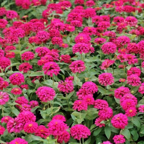 Zinnia Elegans Rose foncé