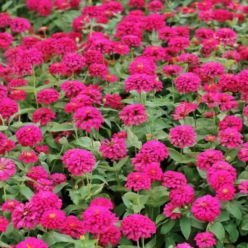 Zinnia Elegans Rose foncé