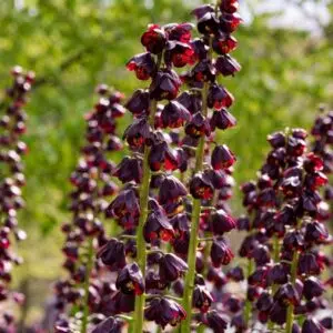 Fritillaire persica Purple Dynamite