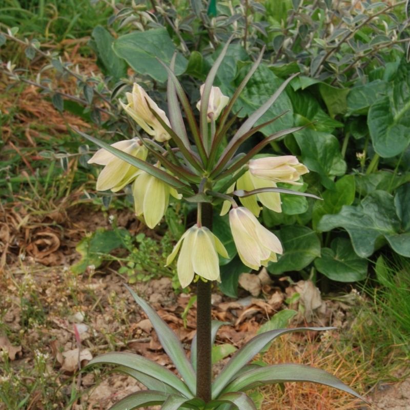 Fritillaire raddeana