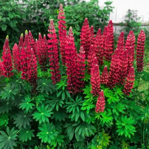 Lupin Hybride Russel My Castle