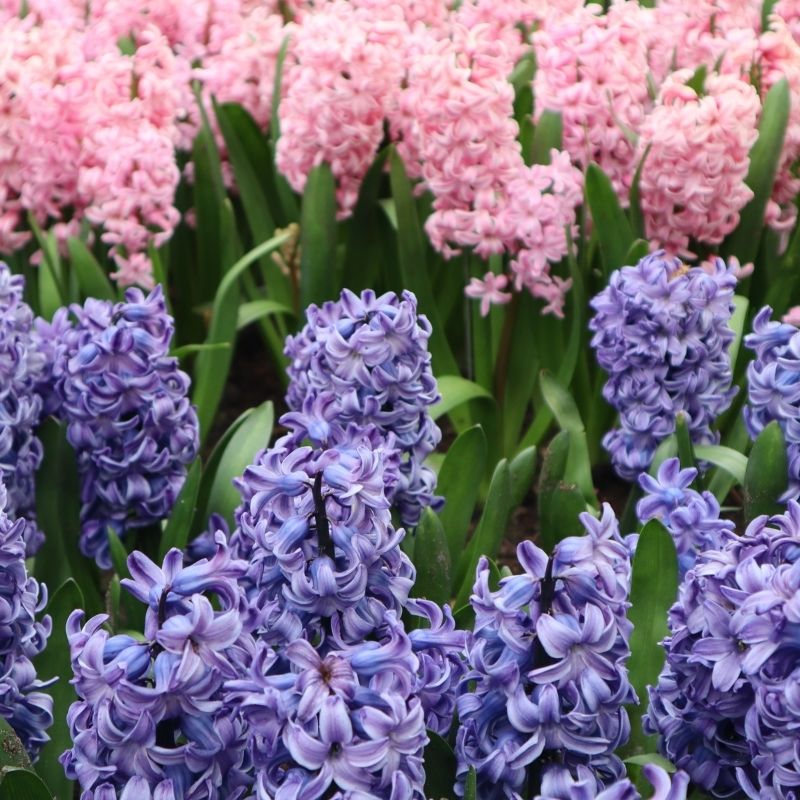 Assortiment Jacinthes de Bretagne Mer Rose