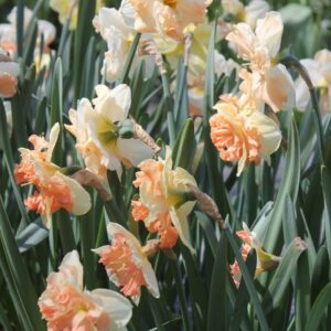 Narcisse Decasplit Mélange