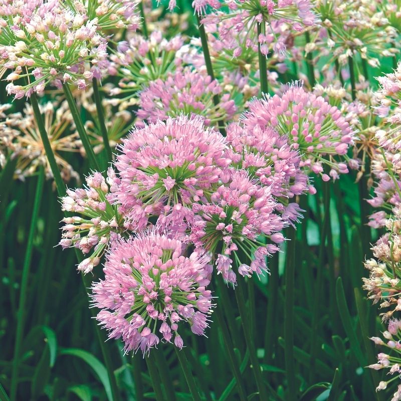 Allium Millenium