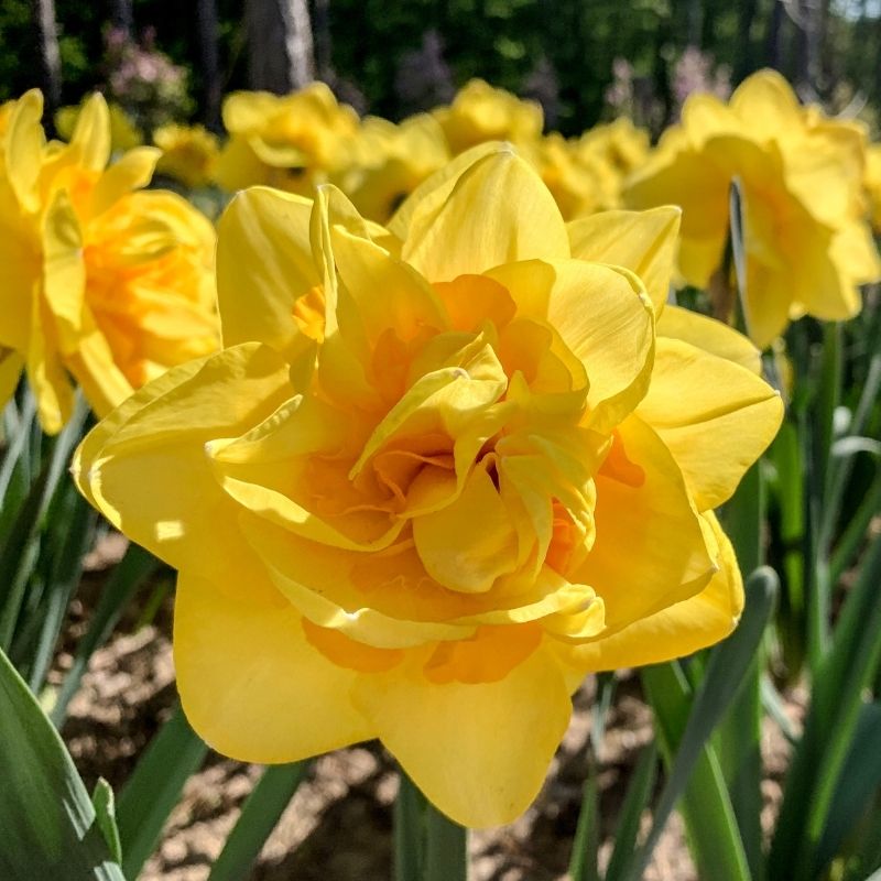 Narcisse Double Apothéose