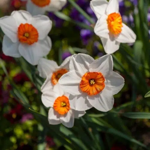 Narcisse Petite Coupe Barret Browning