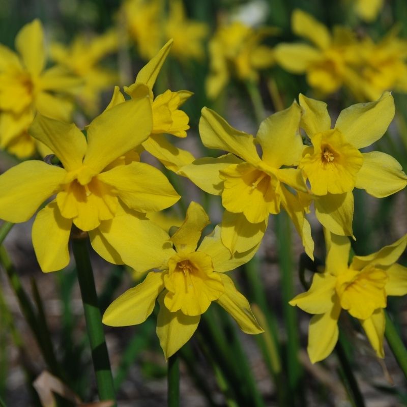 Narcisse Jonquilla Campernelle
