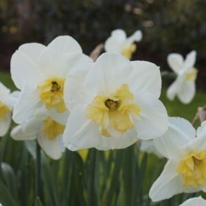 Narcisse Decasplit Papillon Blanc