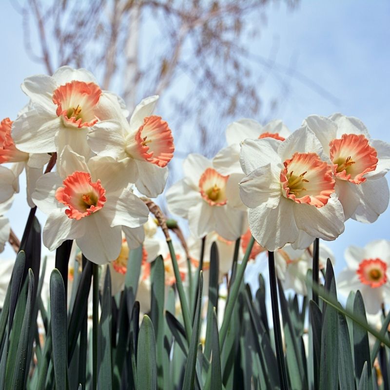 Narcisse Grande Coupe Pink Pride