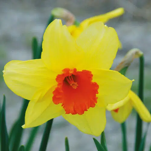 Narcisse Grande Coupe Juanita