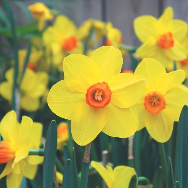 Narcisse Petite Coupe Sealing Wax