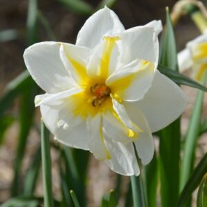 Narcisse Decasplit Lemon Beauty